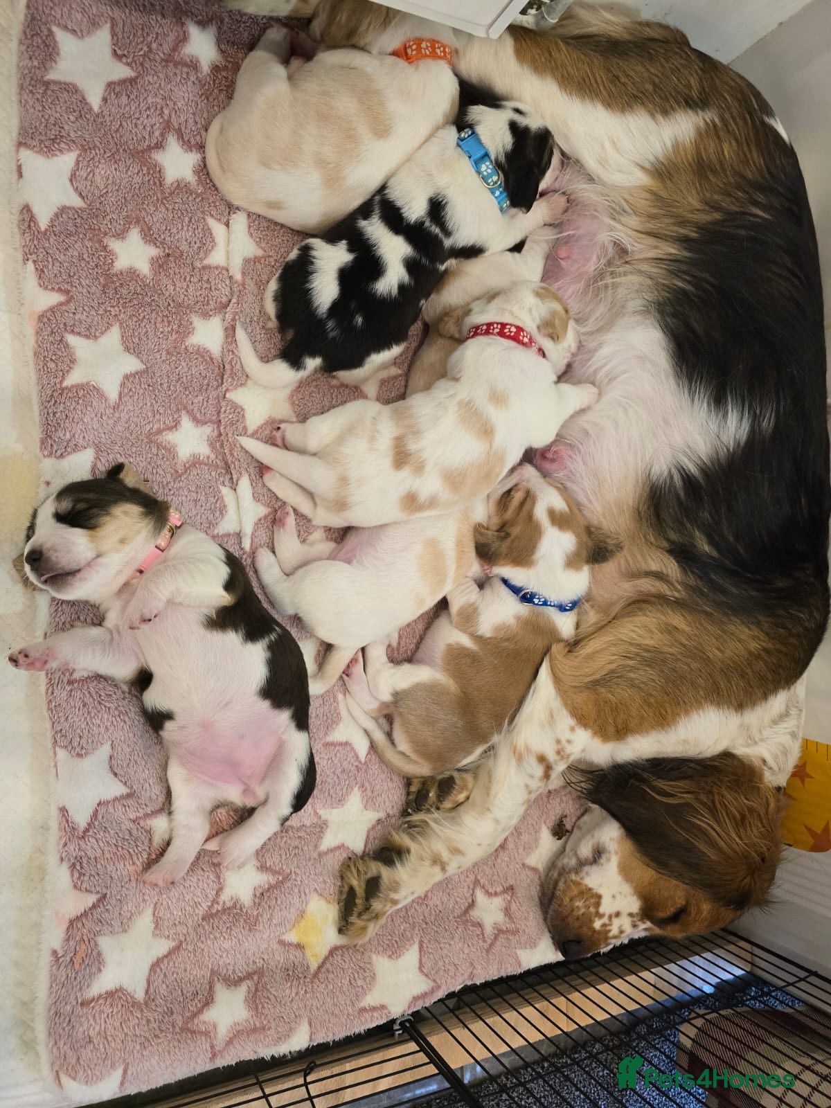 Beagle dogs  Beagles Puppies  - Advert 4