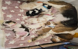 Beagle dogs for sale:  Beagles Puppies  - Image 1