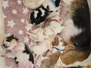 Beagle dogs for sale - Advert 1