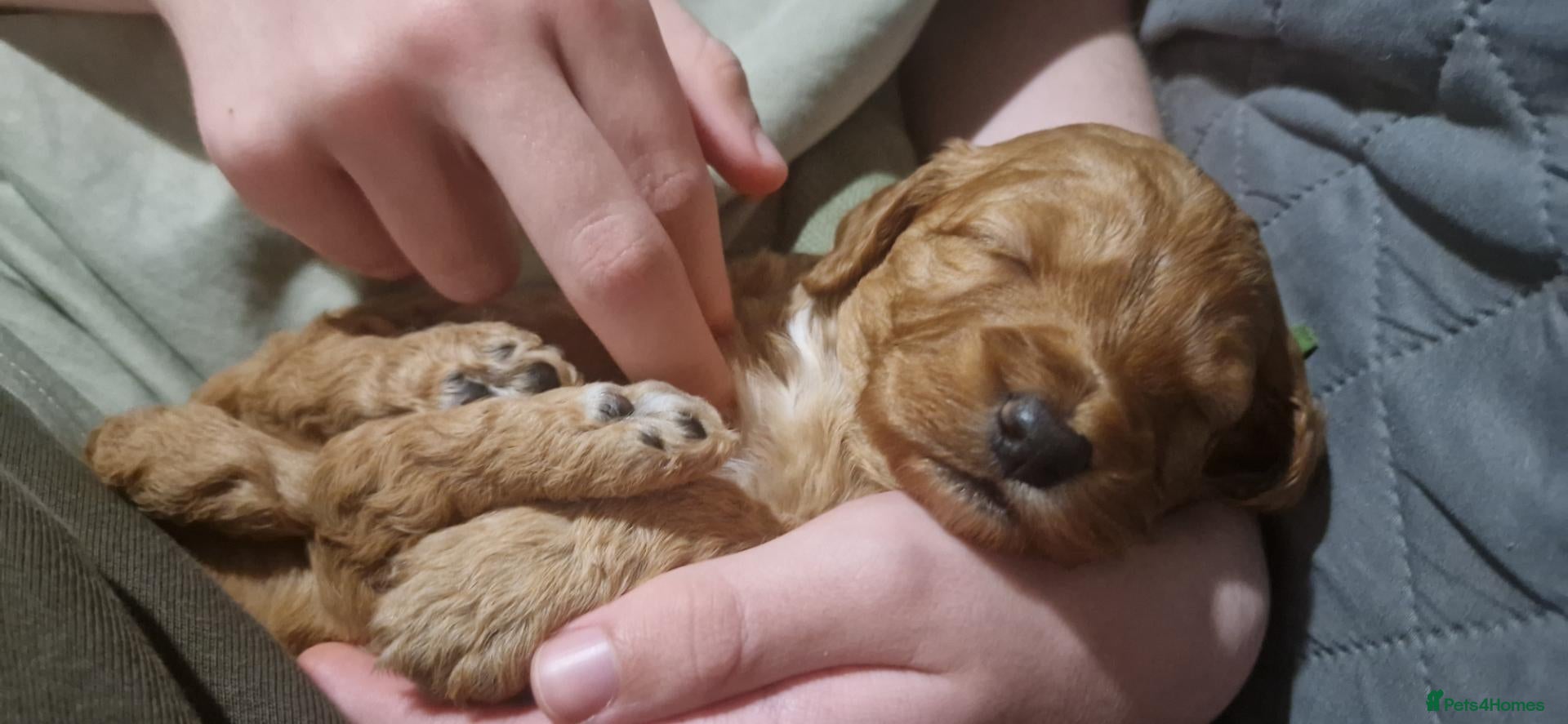 Mixed Breed dogs for sale: ADORABLE DOODLE PUPPIES – TAKING ENQUIRIES NOW!  - Advert 2