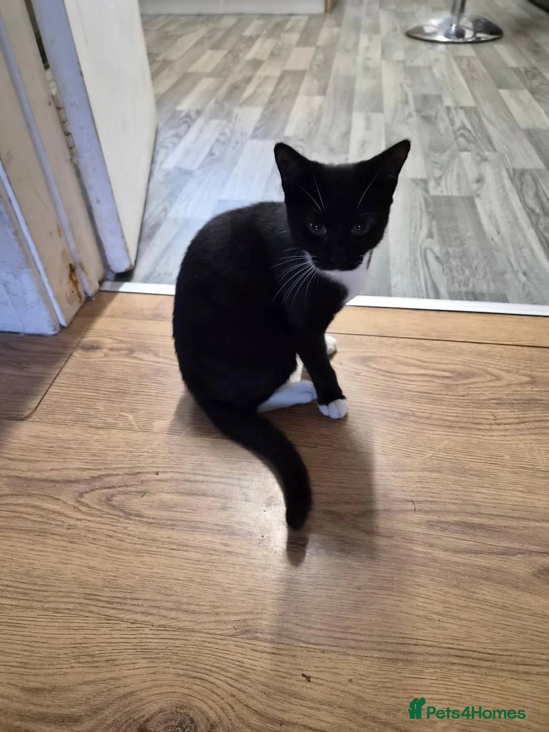 British Shorthair cats for sale: kitten  - Advert 4