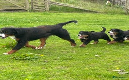 Bernese Mountain Dog dogs for sale: Stunning girls and boys  - Image 13