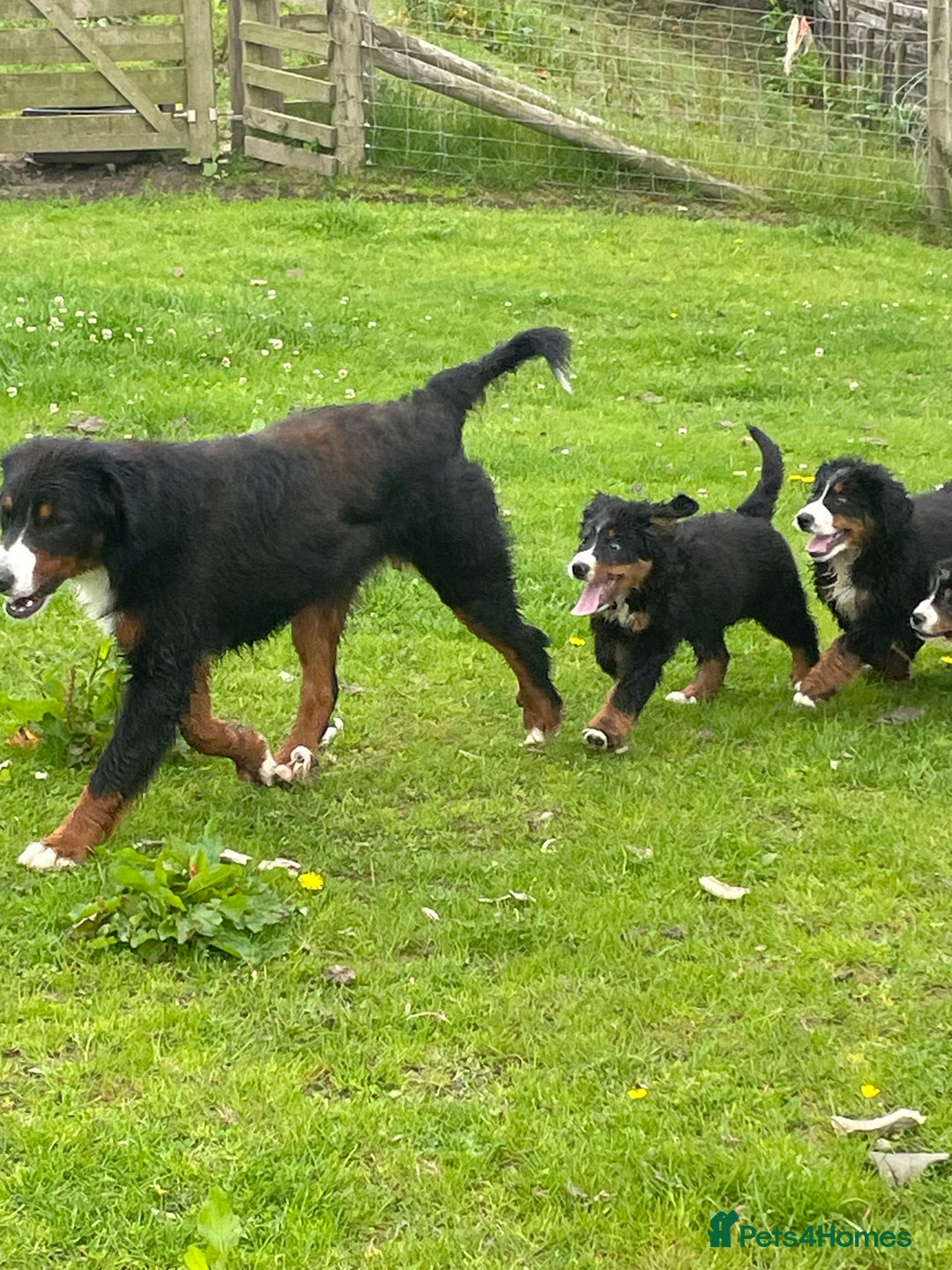 Bernese Mountain Dog dogs for sale: Stunning girls and boys  - Image 13