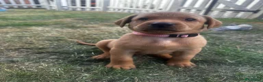 Labrador Retriever 3