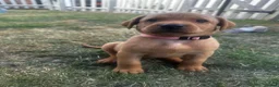 Labrador Retriever dogs for sale: Fox Red Labrador Puppies 🐾 - Advert 8
