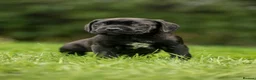 Cane Corso dogs for sale: 5 Towns Italian cane corso spring litter  - Advert 16