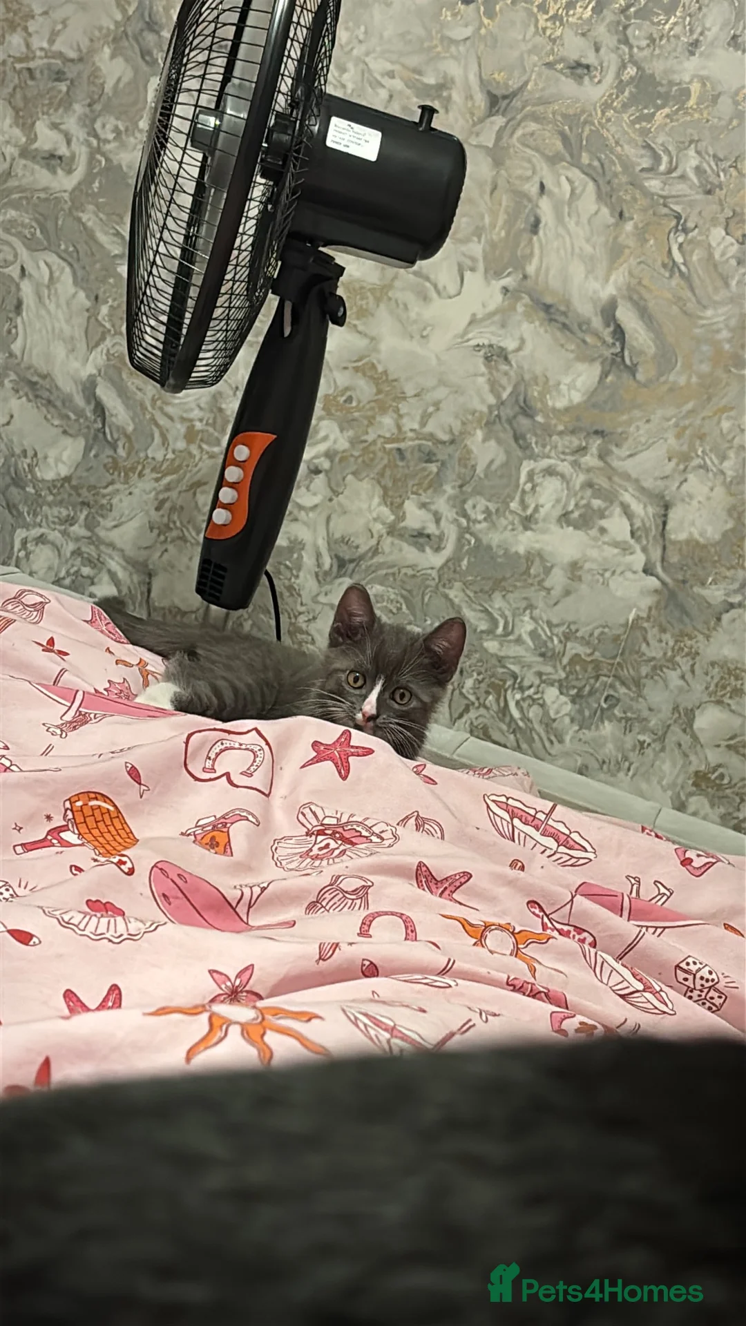 Mixed Breed cats for sale: 2 male kittens in Sheffield - Advert 6