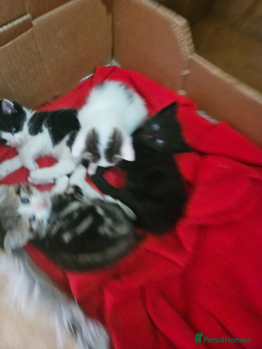 Mixed Breed cats for sale: Kittens in Llanwrtyd Wells - Advert 4