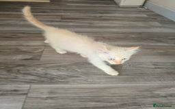 Mixed Breed cats for sale: Two ginger boys and one Flame point - Image 7