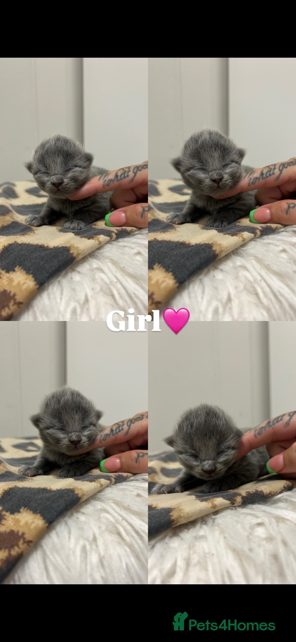 British Shorthair cats British shorthairs 🐾❤️ - Advert 3