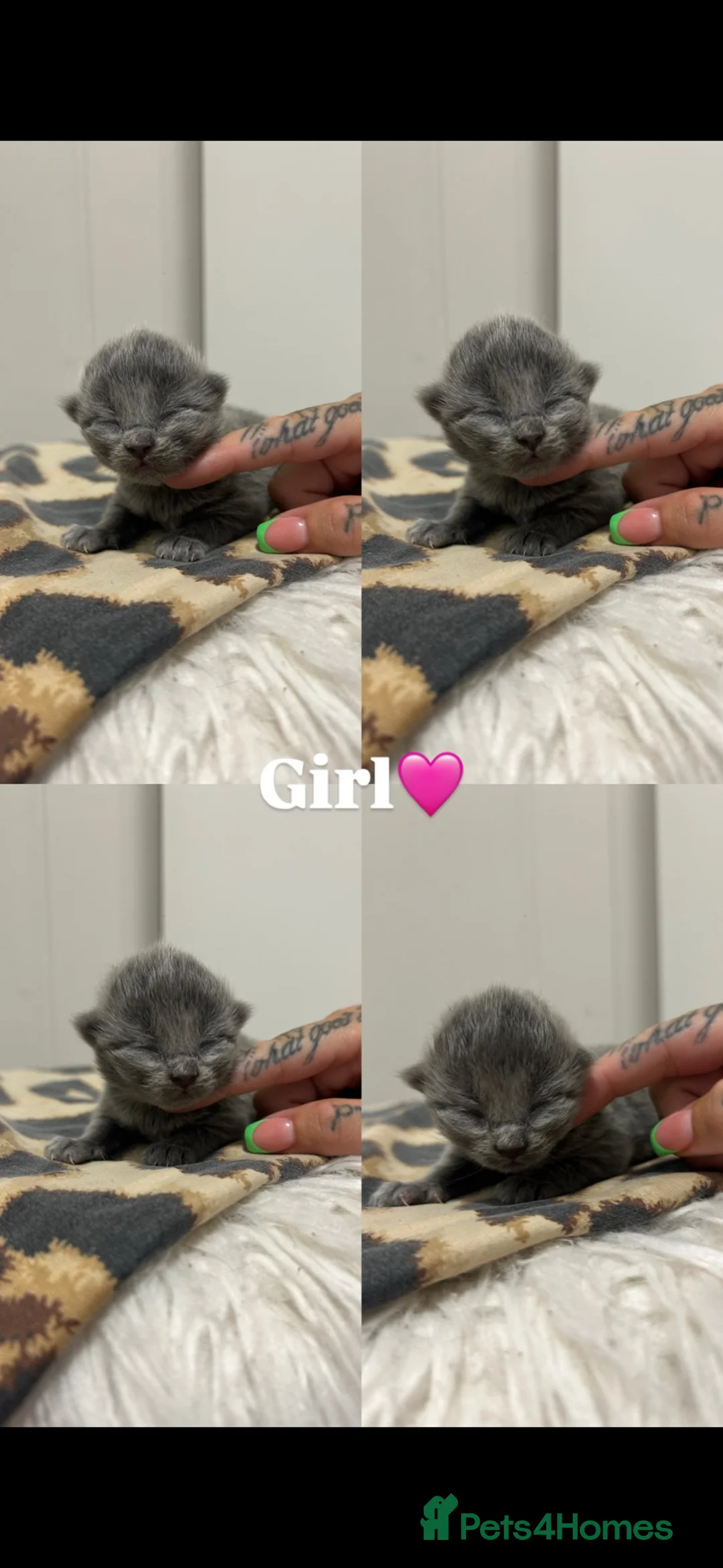 British Shorthair cats for sale: British shorthairs 🐾❤️ - Advert 1