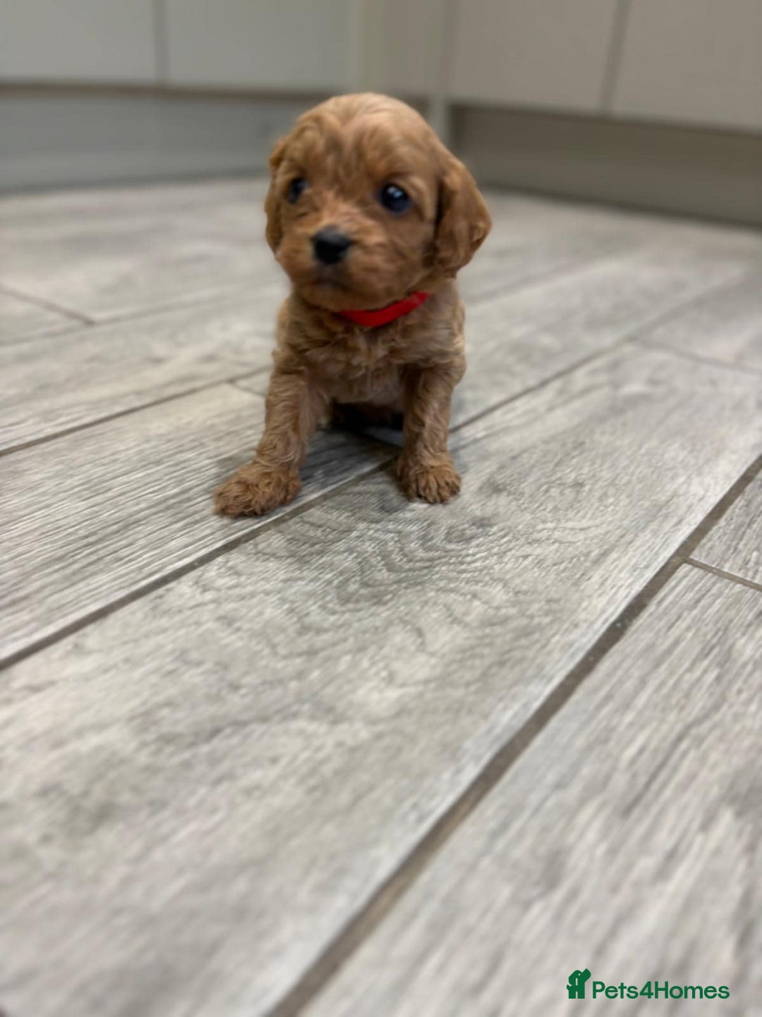Cavapoo dogs for sale: Beautiful Cavapoo F1BB - Advert 16