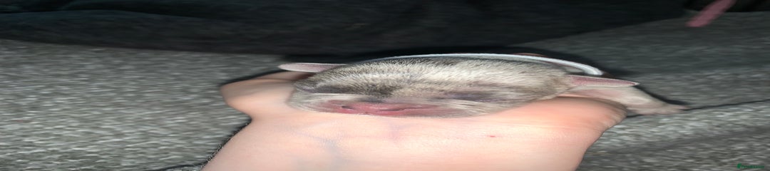 French Bulldog Puppy 1