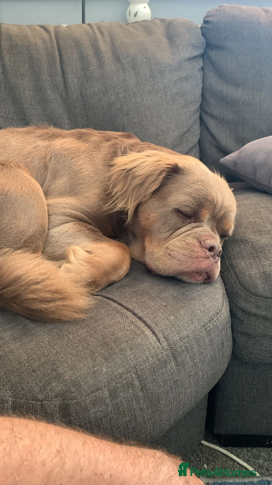 Olde English Bulldogge dogs for stud: Mammut  - Advert 4