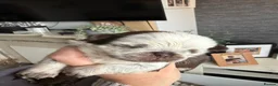 Pug dogs for sale: Kc lilac and choc pugs - 5 star licenced breeder - Advert 15