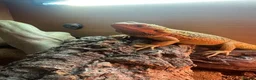 Bearded Dragon reptiles for sale: Bearded Dragon in Wrexham - Advert 2