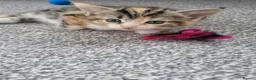 Mixed Breed cats for sale: 1 male 1 female long haired kitten - Advert 4