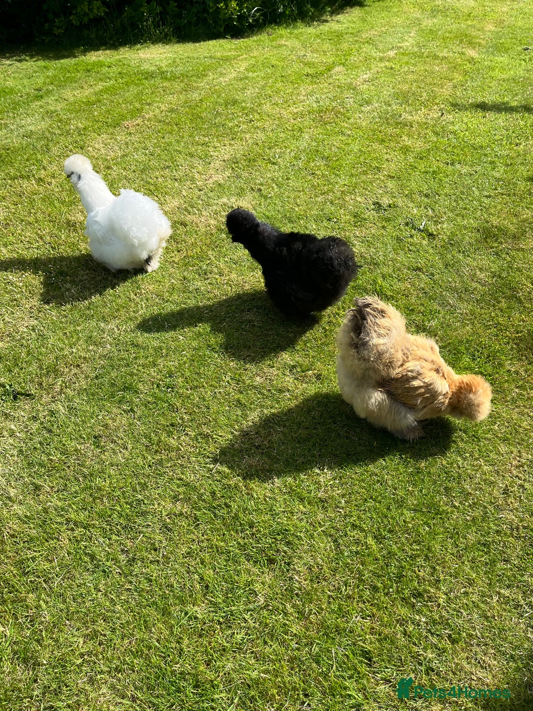Chickens poultry for sale: Three silkies  - Advert 1