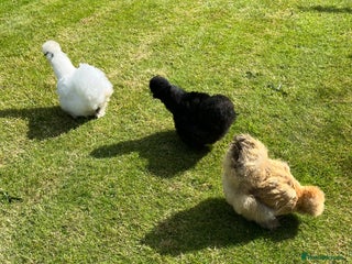 Chickens poultry Three silkies - Advert 3