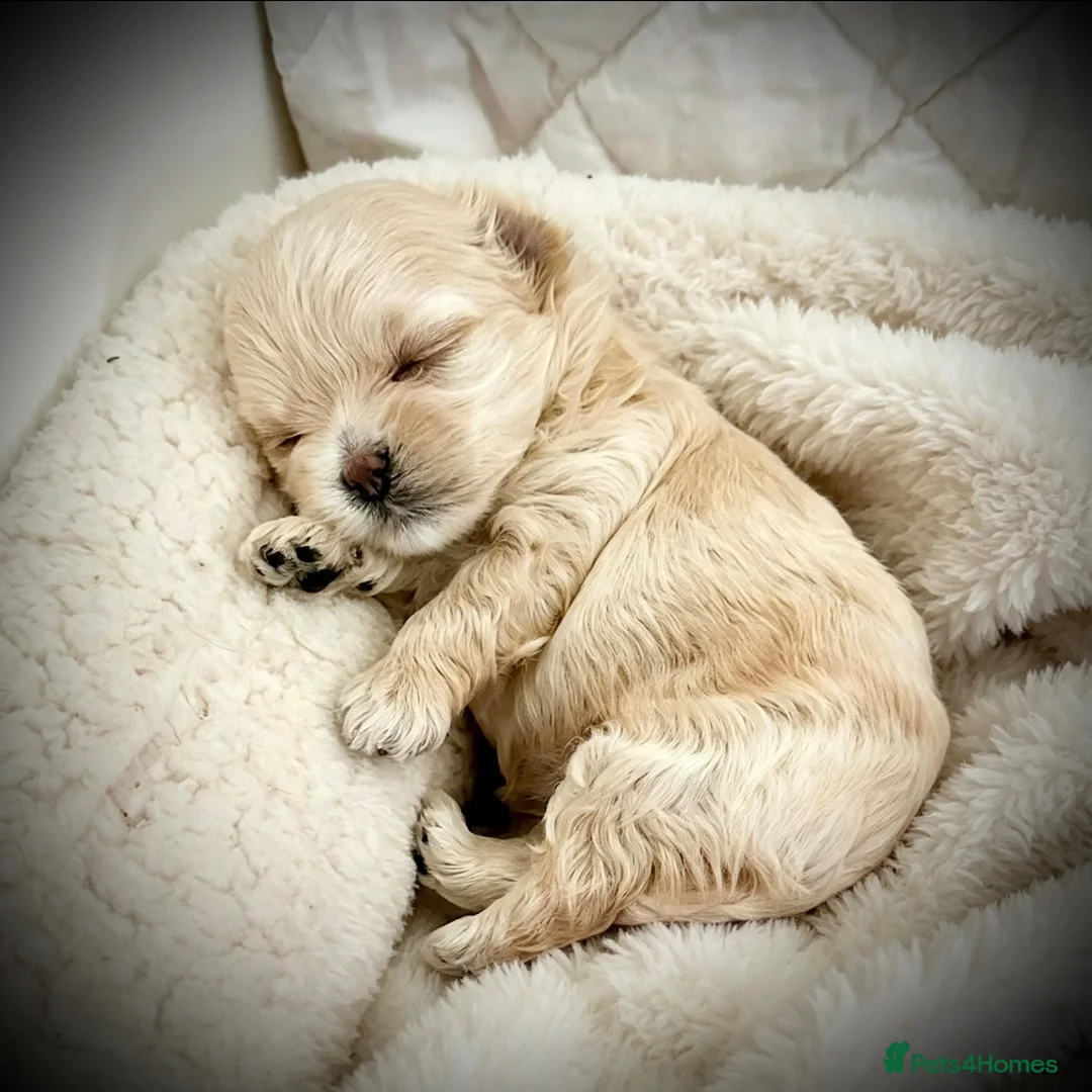 Toy Poodle dogs for stud:  🍒 Tiny Red Asian Poodle for Stud 🍒 - Advert 2