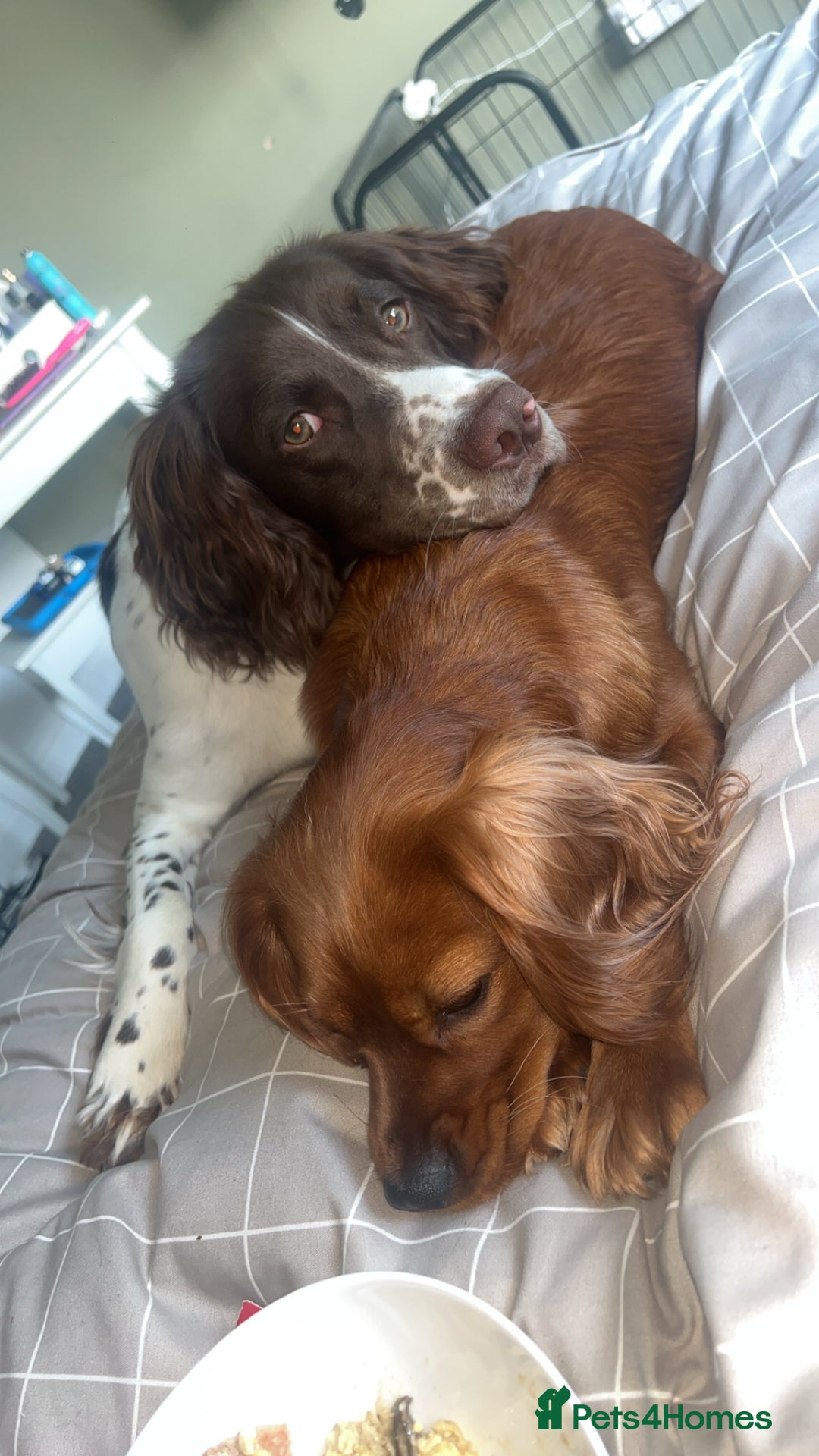 Sprocker dogs for sale: ONE BLACK BOY LEFT❤️‍🩹 - Advert 27
