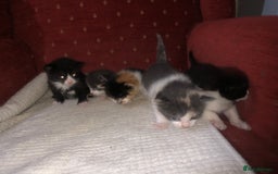 Mixed Breed cats for sale: 5 kittens for sale - Image 15