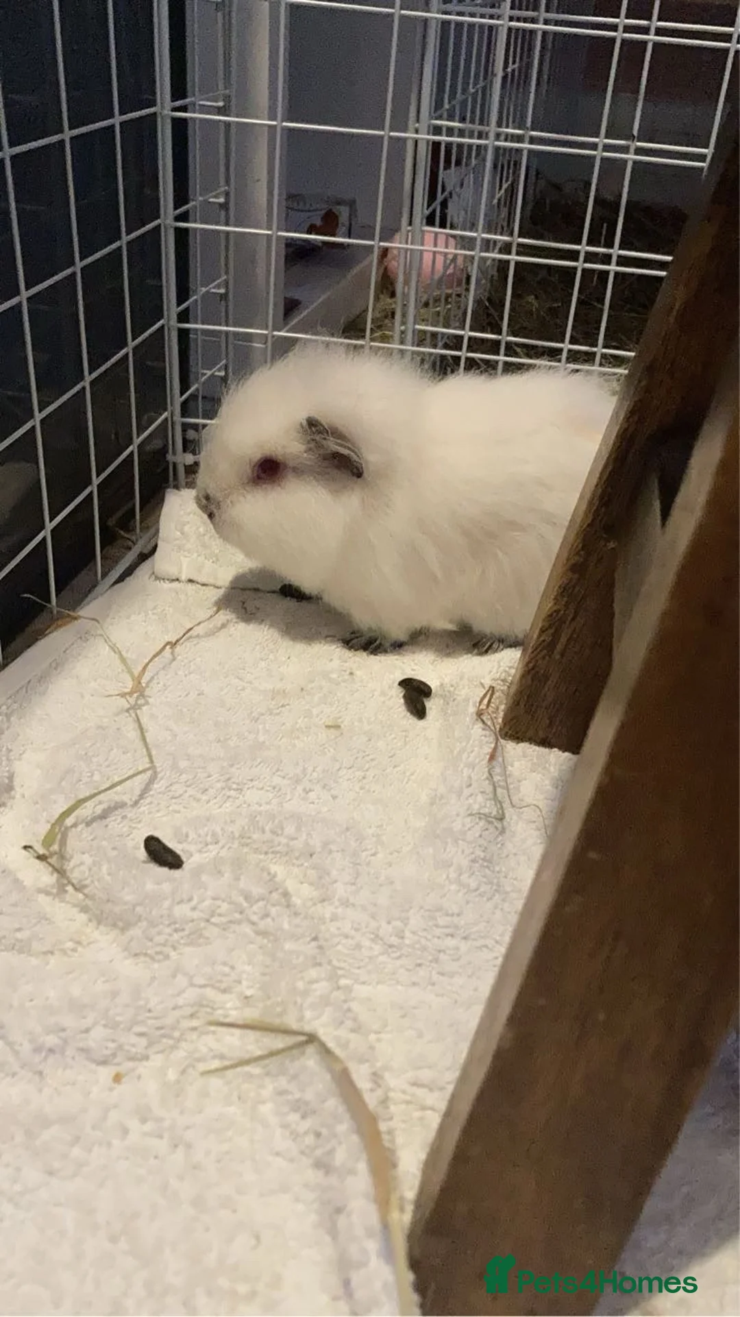 Guinea Pig rodents for sale: 2 male guinea pigs for sale - Advert 2
