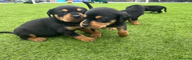 Mixed Breed 8
