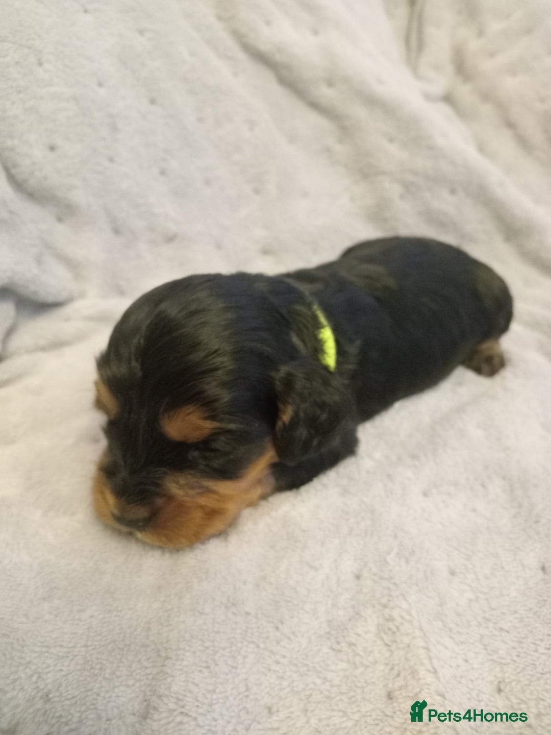 Cockapoo dogs for sale: 🐶Beautiful F1 Cockapoo Puppies🐾 - Image 8