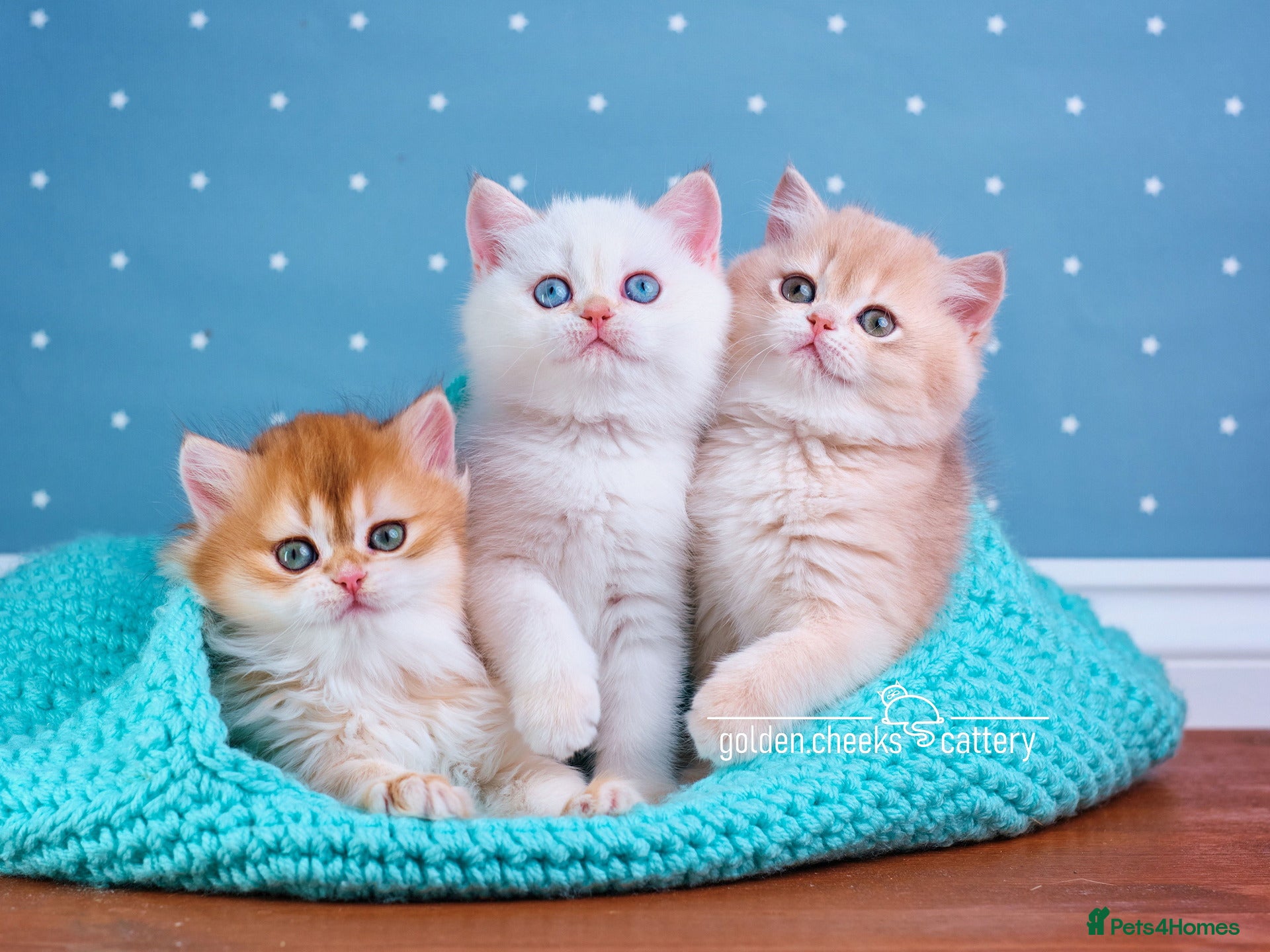 British Shorthair cats Show-Quality British Shorthair Kittens - Advert 18