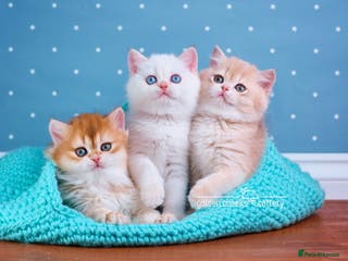 British Shorthair cats Show-Quality British Shorthair Kittens - Advert 9
