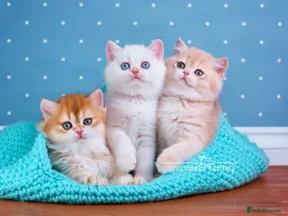 British Shorthair cats Show-Quality British Shorthair Kittens - Advert 8