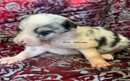 Border Collie dogs for sale: Pure Bred Border Collie Puppies 4 Sale -KC Pending - Image 7