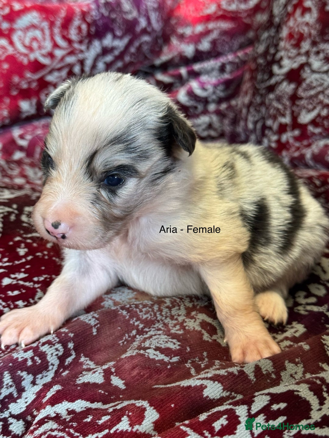 Border Collie dogs for sale: Pure Bred Border Collie Puppies 4 Sale -KC Pending - Image 7