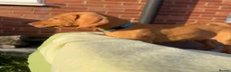 Hungarian Vizsla dogs for sale: KC Registered Hungarian Viszla litter  - Advert 7