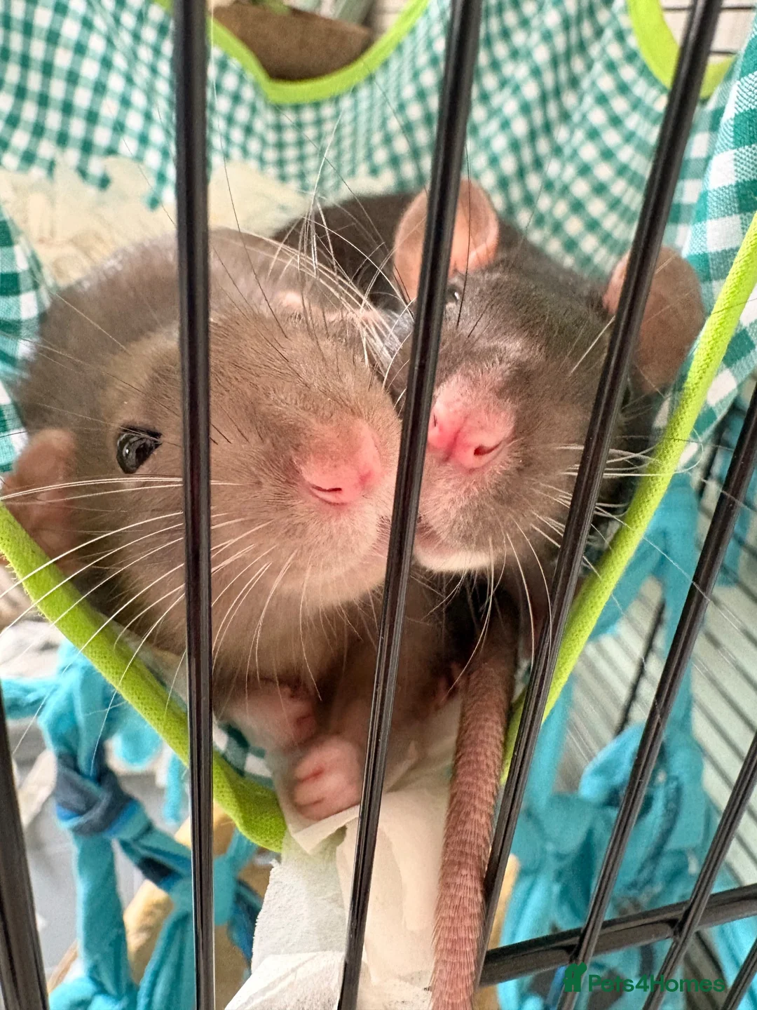 Rat rodents for sale: Two female rats in Wolverhampton - Advert 1