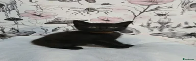 Domestic Shorthair 2