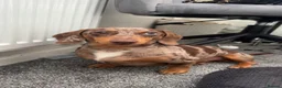 Miniature Dachshund dogs for sale: 2 MINIATURE DACHSHUND FOR REHOMING - Advert 15