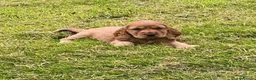 Cocker Spaniel dogs for sale: health tested showtype cocker spaniel puppies - Advert 5