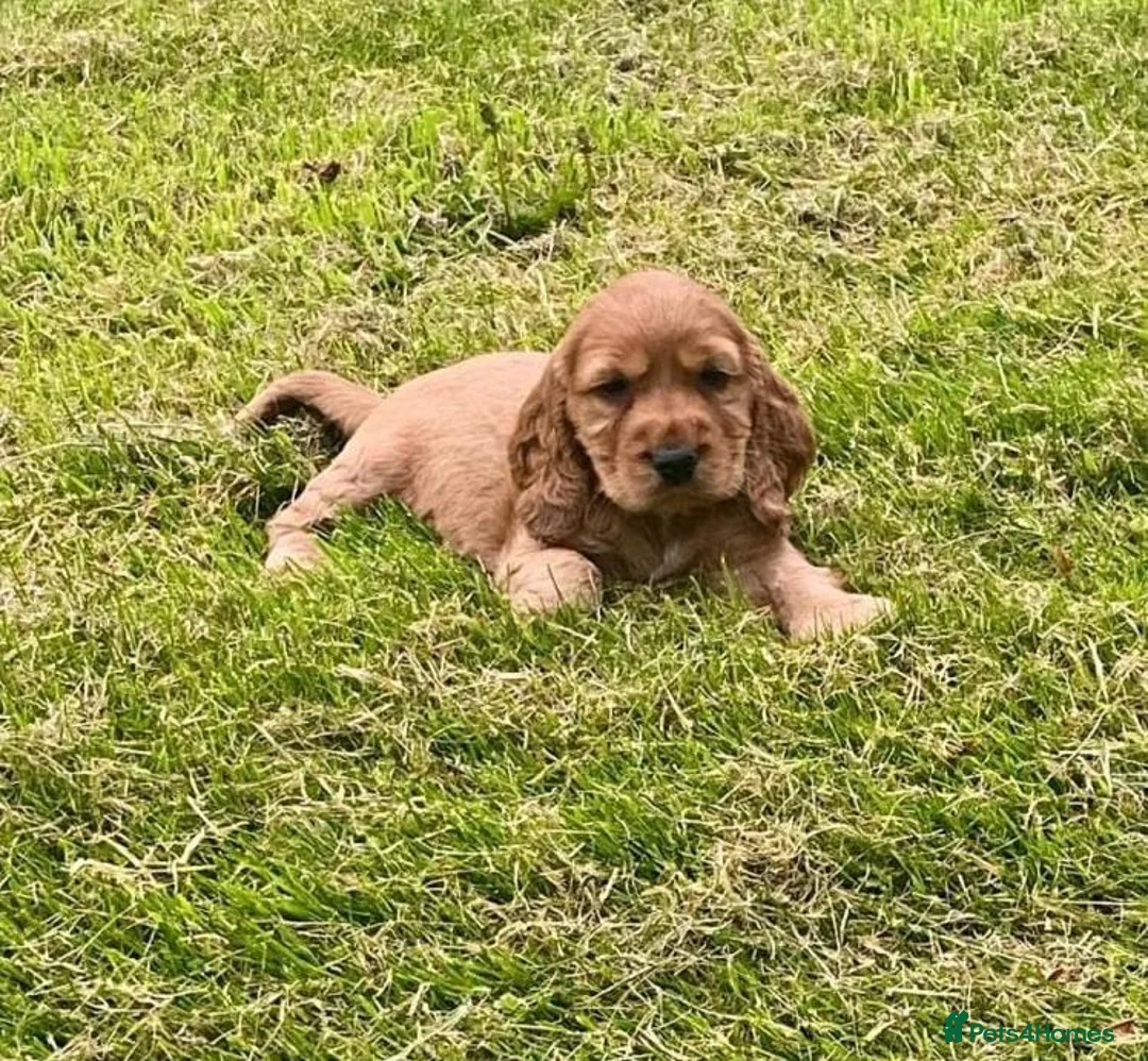 Cocker Spaniel dogs for sale: health tested showtype cocker spaniel puppies - Advert 5