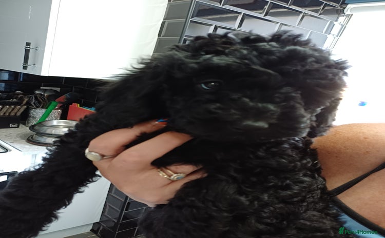 Labradoodle dogs - Advert 8