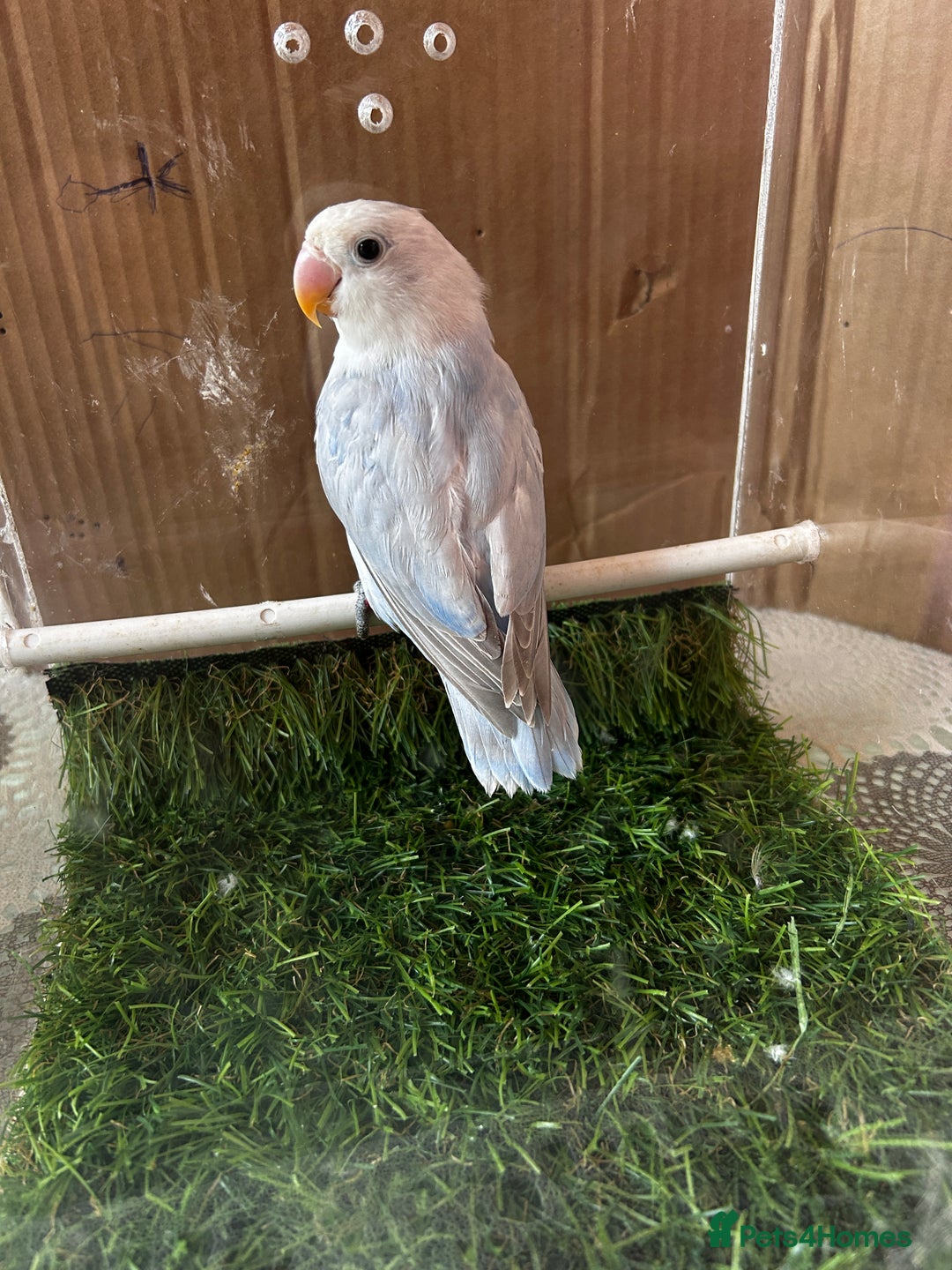 Lovebirds birds for sale: Beautiful Opline lovebirds in Birmingham - Image 13