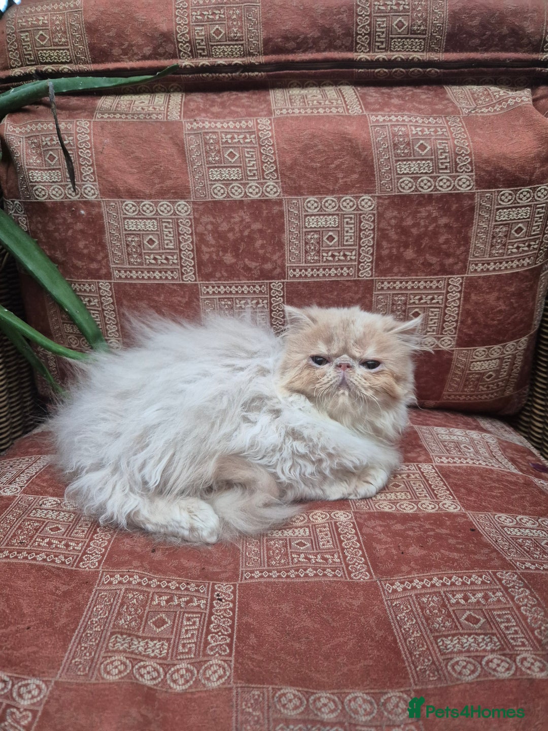 Exotic cats for sale: 💙READY NOW Persian boy💙🏆Champion sired💙 😸  - Advert 9