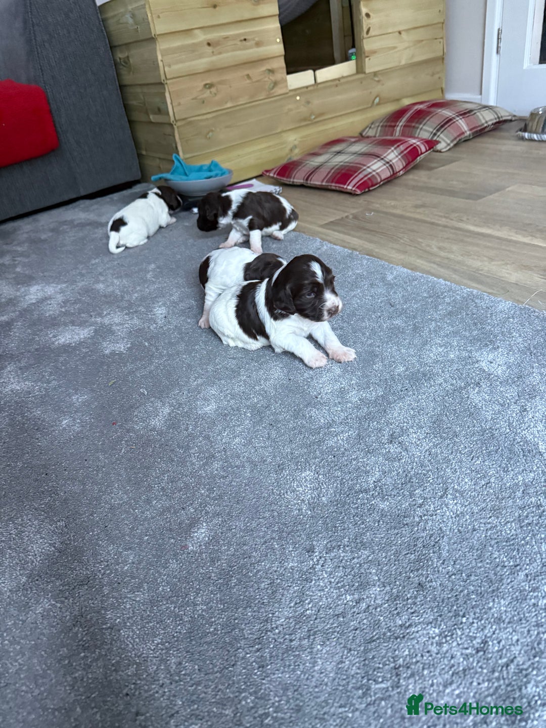 Sprocker dogs for sale: Exceptional F1B Sprocker puppy-male  - Advert 6