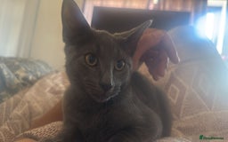Domestic Shorthair cats for sale: Beautiful male grey short-hair 6 months old - Image 1