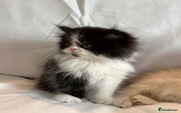 Persian cats for sale: 3 Cuddly Persian Babies❤️ - Image 7