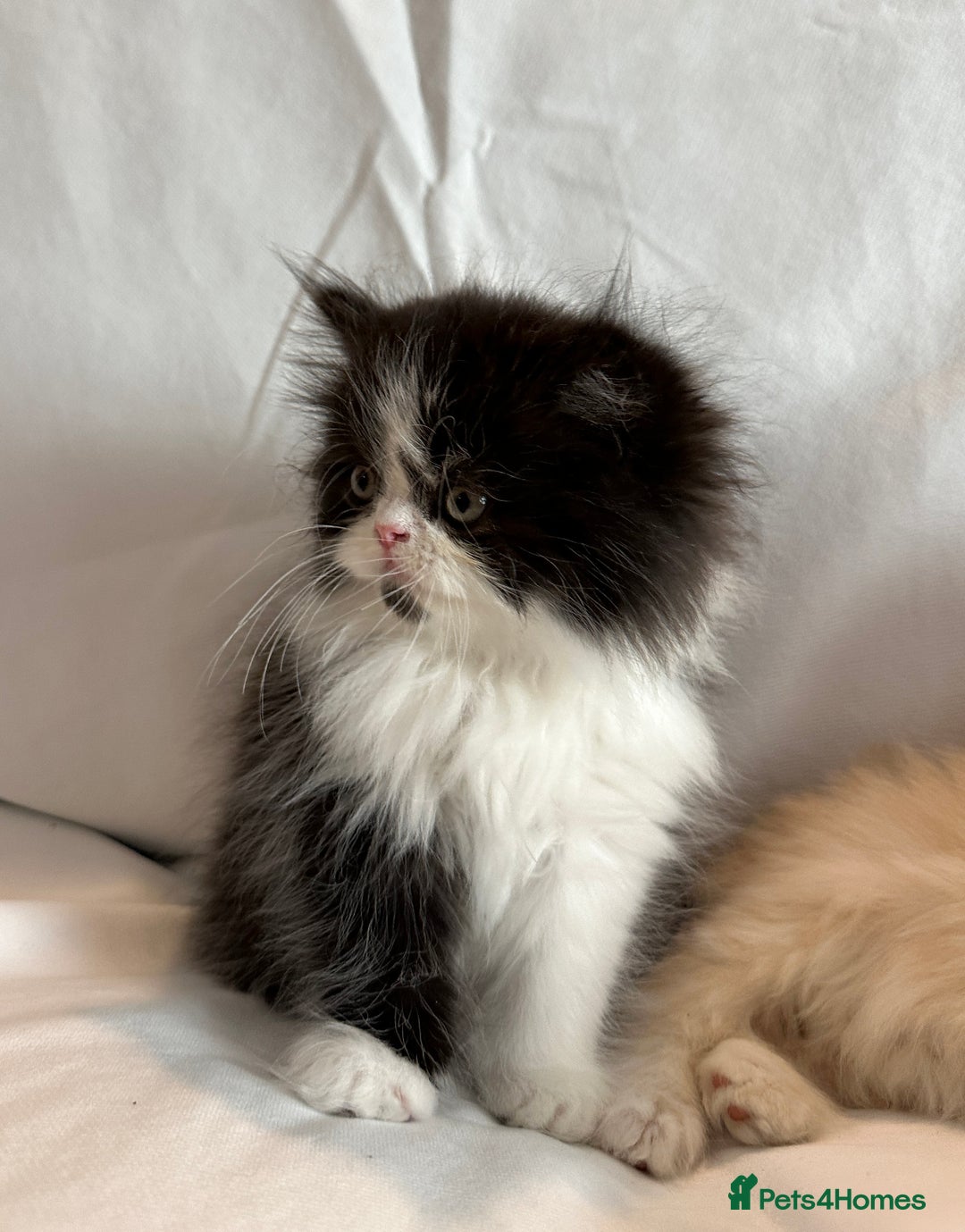Persian cats for sale: 3 Cuddly Persian Babies❤️ - Image 7