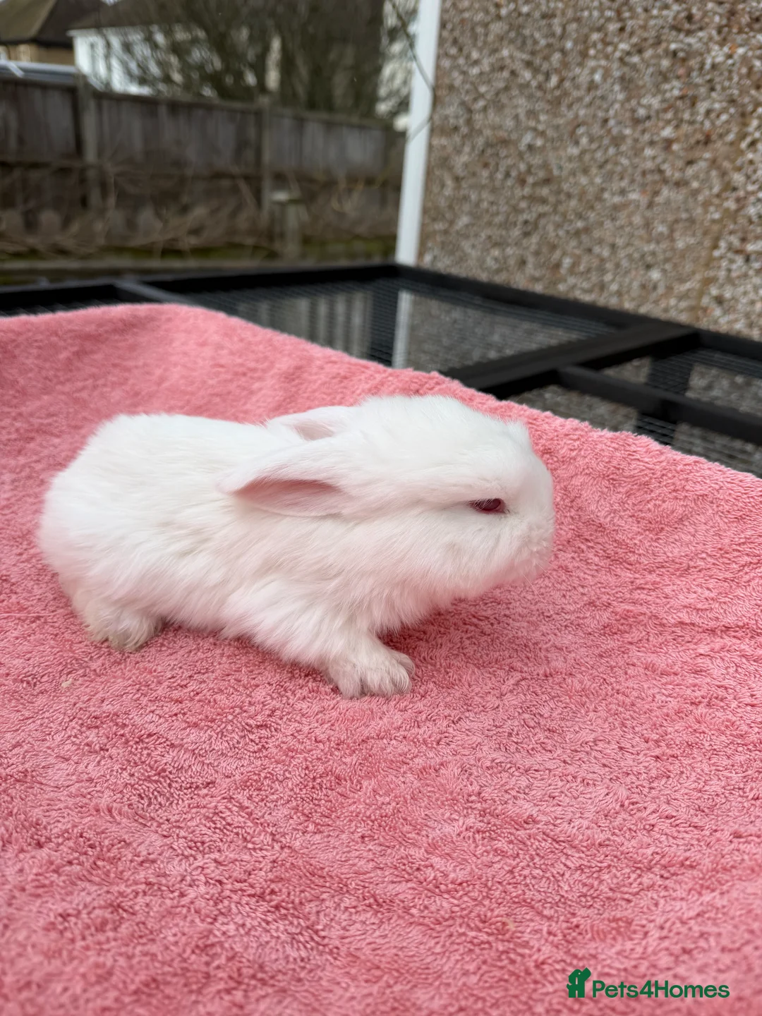 French Lop rabbits for sale: French lops  - Advert 9