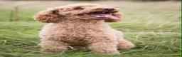 Toy Poodle dogs for sale: KC Registered Red Toy Poodles - Advert 3