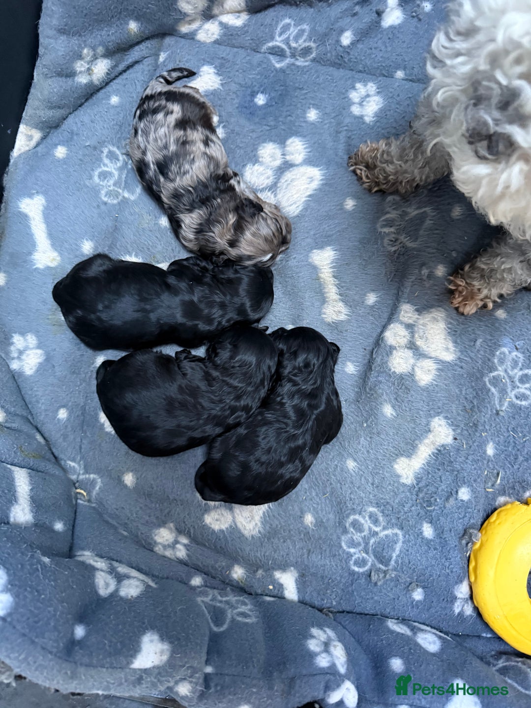 Cavapoo dogs for sale: Stunning F1 Cavapoos  - Advert 2